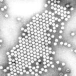 Negative stain image of the polio virus.