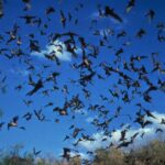 A horde of bats that could possibly contain carriers of the rabies virus.