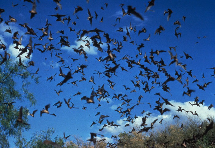 A horde of bats that could possibly contain carriers of the rabies virus.