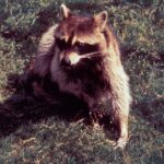 A raccoon, possibly with rabies.