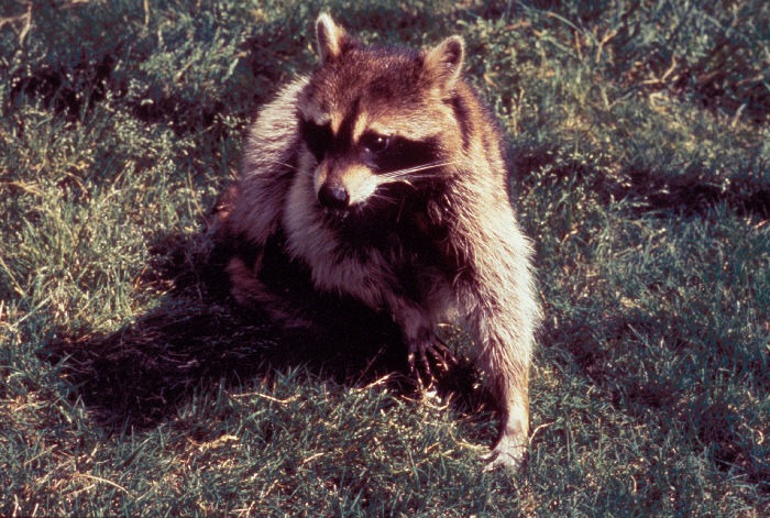 A raccoon, possibly with rabies.