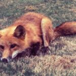 A fox, which may be a possible vector of the rabies virus, transmitting it to humans and other animals.