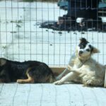 Two dogs in a large cage, afflicted with dumb rabies, manifested as depression, and an attempt at self-imposed isolation.