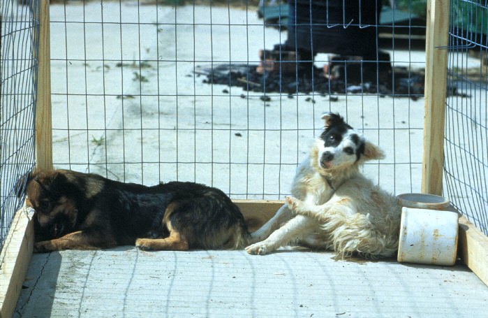 Two dogs in a large cage, afflicted with dumb rabies, manifested as depression, and an attempt at self-imposed isolation.