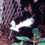 A skunk, which make up a third of reported animal rabies.