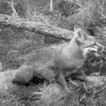 Rabid fox in a wooded area.